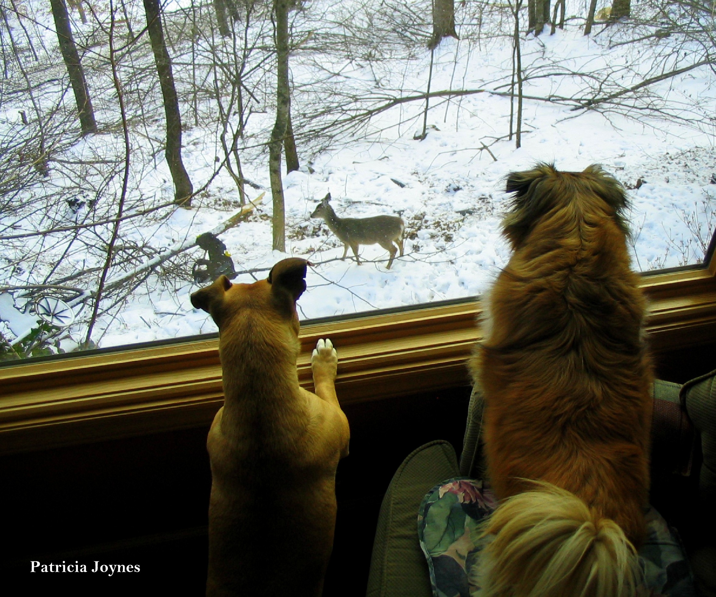 Doggies in the Window 5-1-2015 2-05-00 PM 2353x1964.jpg